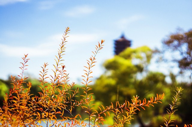 2.燕園秋景—秋草_副本