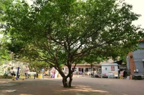 中關園內活動院子