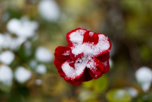雪紅