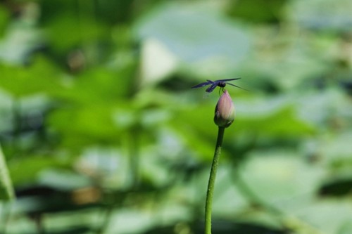 蜻蜓立上頭