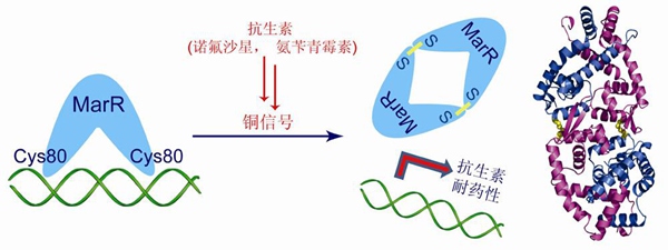圖示為抗生素引起銅離子信號介導的MarR激活