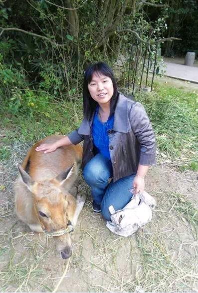 話說這是保護區一頭退休養老的麋鹿🪈，否則我哪能跟這位老奶奶這麽近