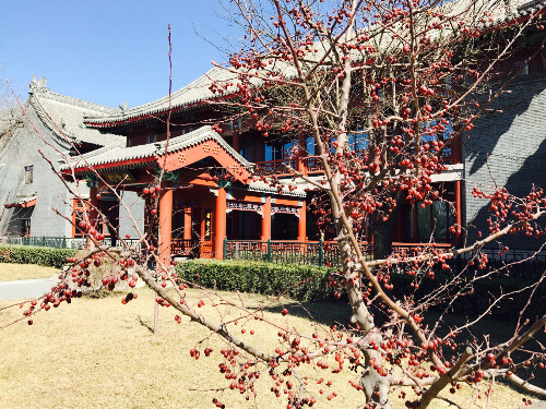 人文學院的北美海棠（冬景）