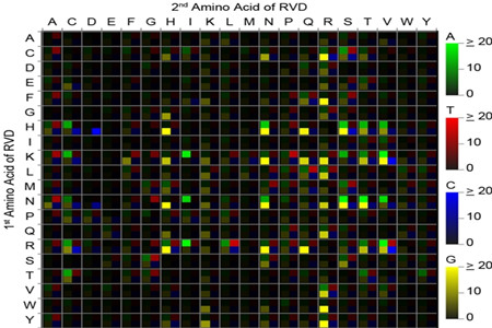 顯示TALE RVDs (Repeat-Variable Diresidues) 識別DNA堿基偏好性的熱圖